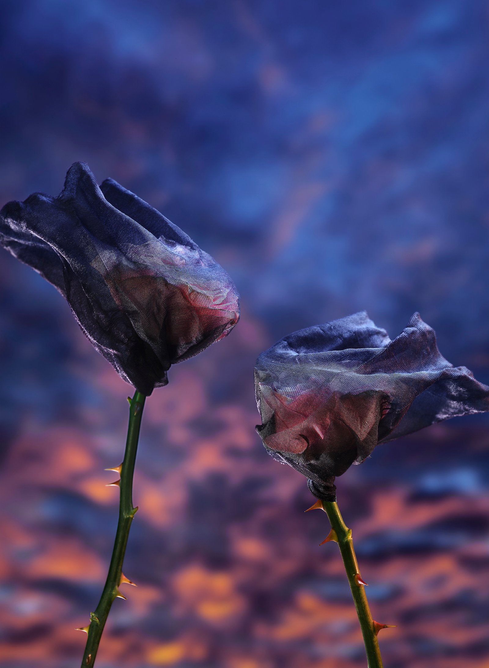 Deux roses enveloppées de voiles sombres sur un ciel bleu et rose, photographie de Laurent Rose